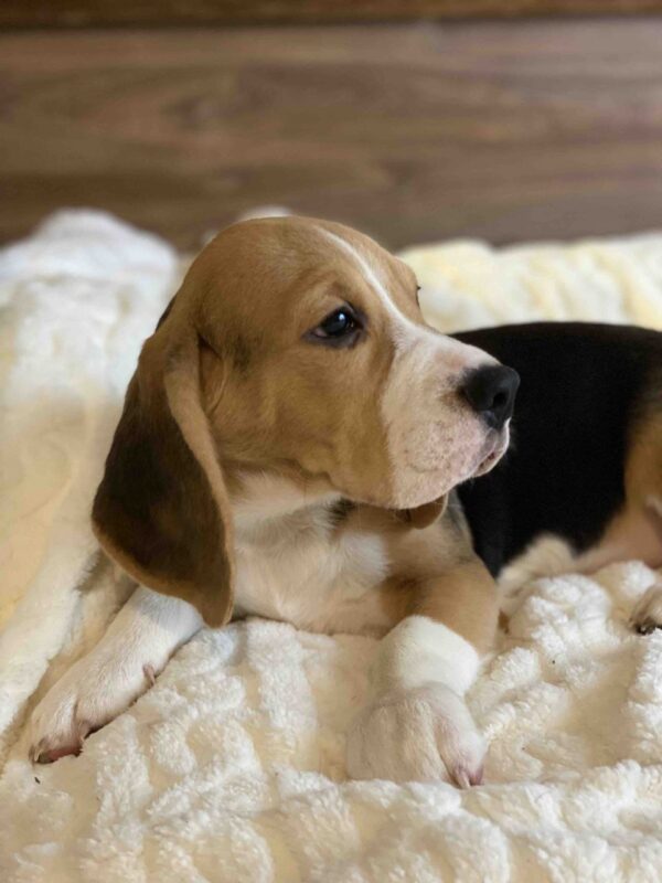 Next Beagle
