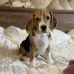 Next-male-Beagle-puppy-for-sale-2