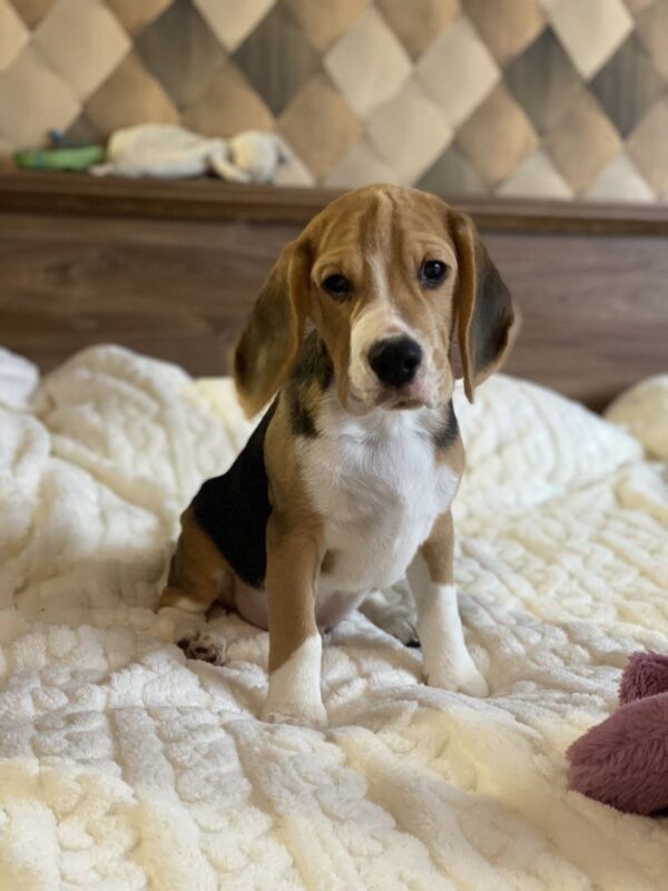 Next Beagle