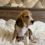 Next-male-Beagle-puppy-for-sale-3