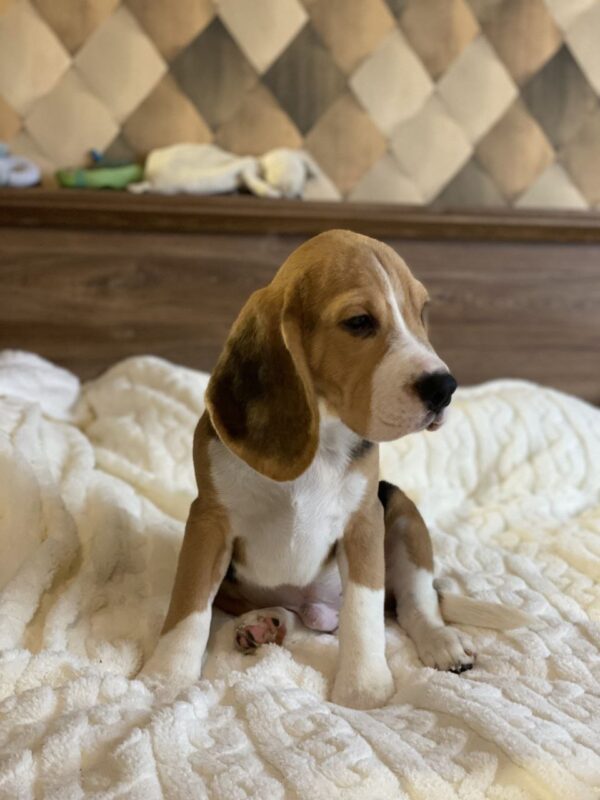 Next Beagle