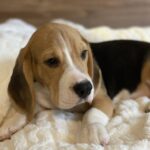 Next-male-Beagle-puppy-for-sale-4