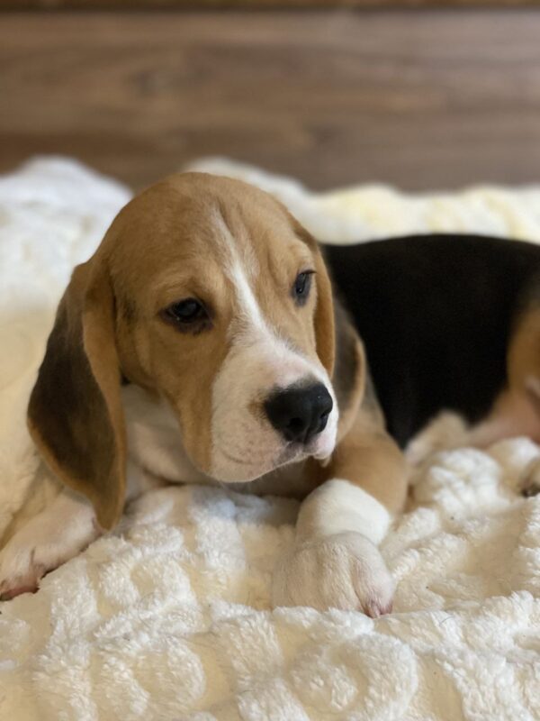 Next Beagle
