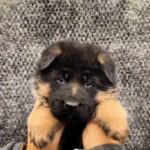 Bagheera German Shepherd