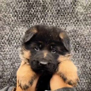 Nice German Shepherd