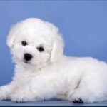 Nicklaus-male-Bichon-Frise-puppy-for-sale-1 (1)