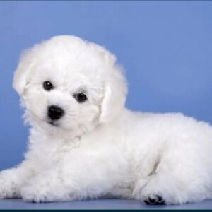 Nicklaus Bichon Frise