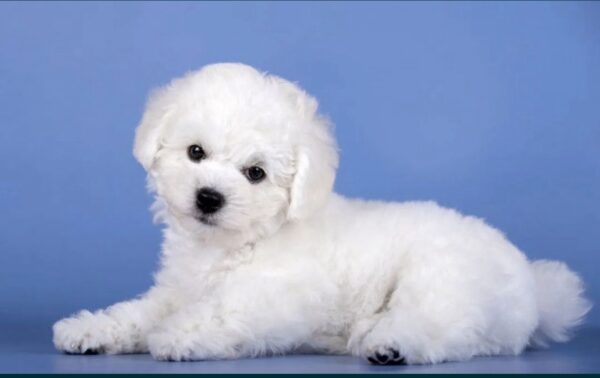 Nicklaus Bichon Frise Nicklaus Bichon Frise