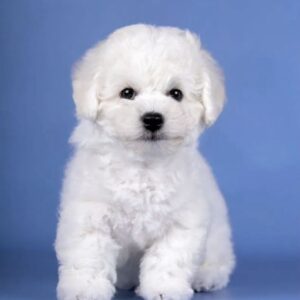 Nicklaus Bichon Frise
