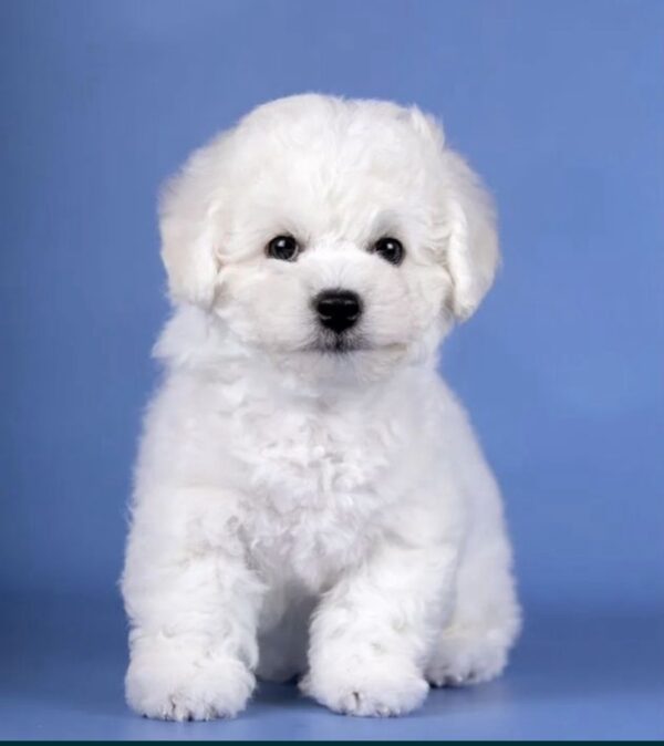 Nicklaus Bichon Frise Nicklaus Bichon Frise