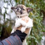 Nisa-female-Chihuahua-puppy-for-sale-1