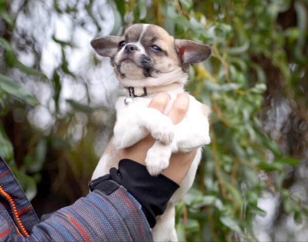 Nisa Chihuahua Nisa Chihuahua