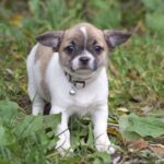 Nisa-female-Chihuahua-puppy-for-sale-2