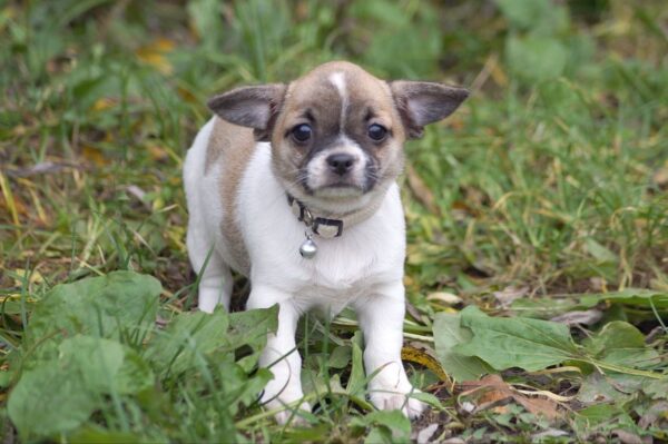 Nisa Chihuahua Nisa Chihuahua