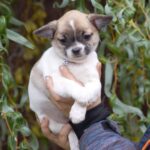 Nisa-female-Chihuahua-puppy-for-sale-3