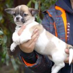 Nisa-female-Chihuahua-puppy-for-sale-4