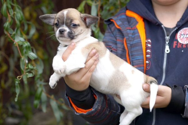 Nisa Chihuahua Nisa Chihuahua