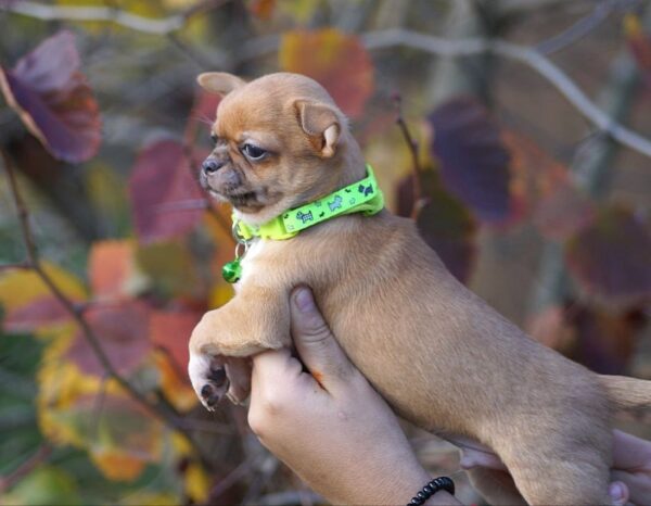 Norris Chihuahua Norris Chihuahua