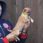 Norris-male-Chihuahua-puppy-for-sale-2