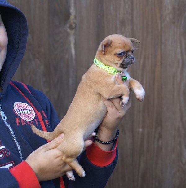 Norris Chihuahua Norris Chihuahua