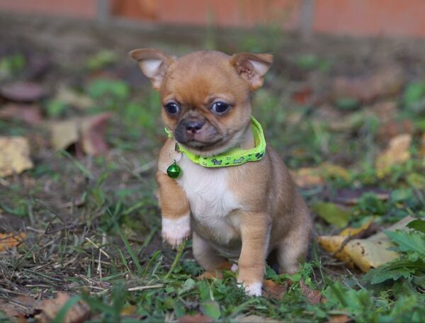 Norris Chihuahua Norris Chihuahua