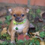 Norris-male-Chihuahua-puppy-for-sale-4