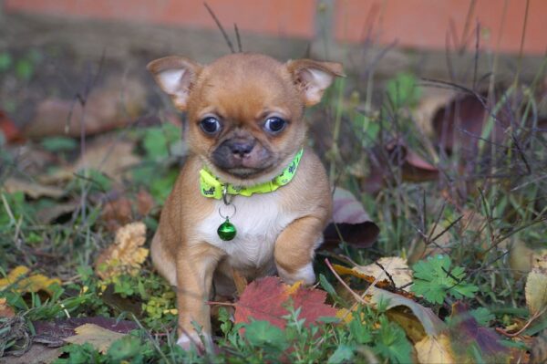 Norris Chihuahua Norris Chihuahua