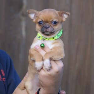 Norris Chihuahua