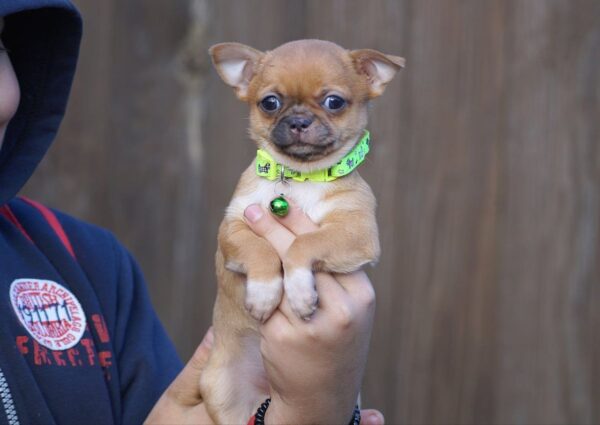 Norris Chihuahua Norris Chihuahua