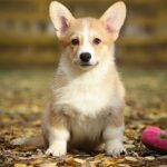 Norris-male-Corgi-puppy-for-sale-1