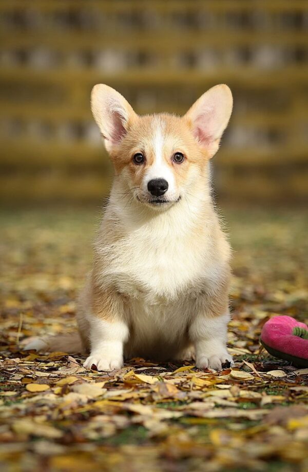 Norris Welsh Corgi