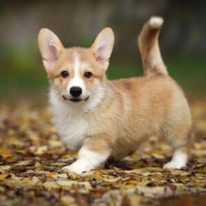 Norris Welsh Corgi