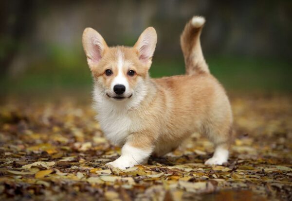 Norris Welsh Corgi