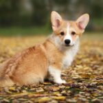 Norris-male-Corgi-puppy-for-sale-3