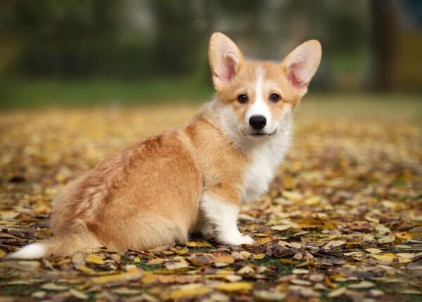 Norris Welsh Corgi