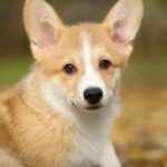 Norris-male-Corgi-puppy-for-sale-4