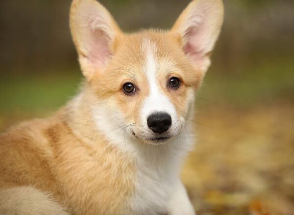 Norris Welsh Corgi