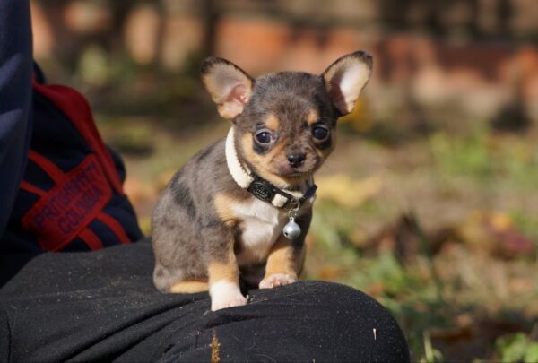 Norvik Chihuahua Norvik Chihuahua