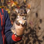 Norvik-male-Chihuahua-puppy-for-sale-2