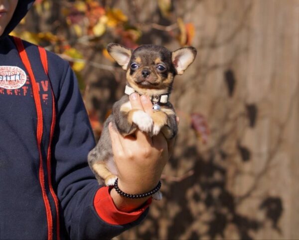 Norvik Chihuahua Norvik Chihuahua