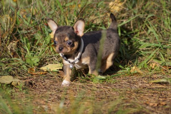 Norvik Chihuahua Norvik Chihuahua