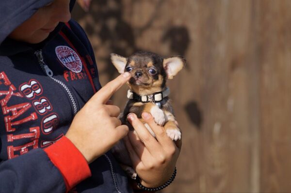 Norvik Chihuahua Norvik Chihuahua