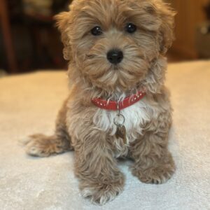 Oka Maltipoo