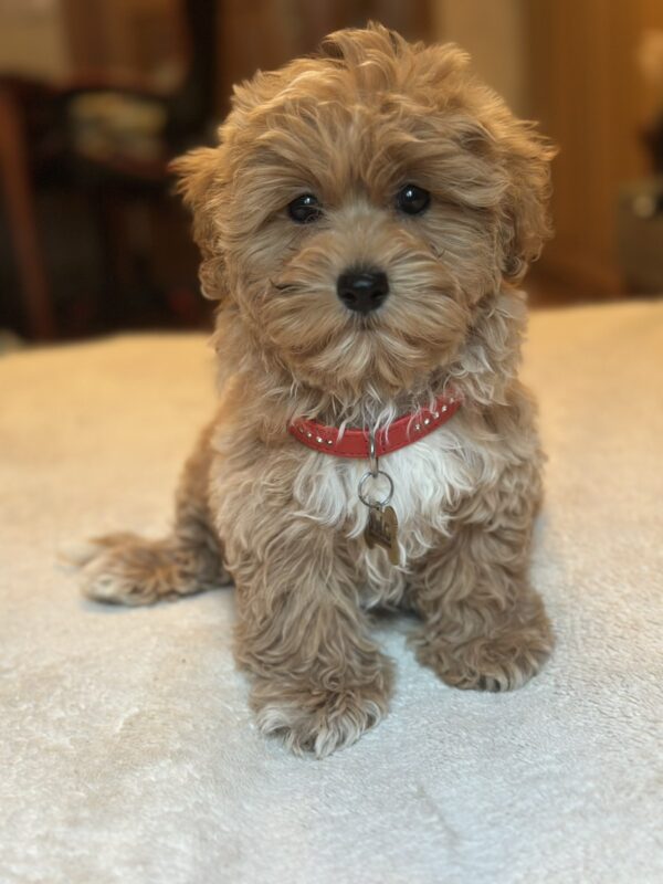 Oka Maltipoo Oka Maltipoo