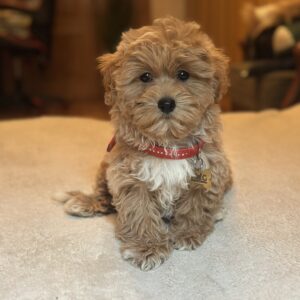 Oka Maltipoo