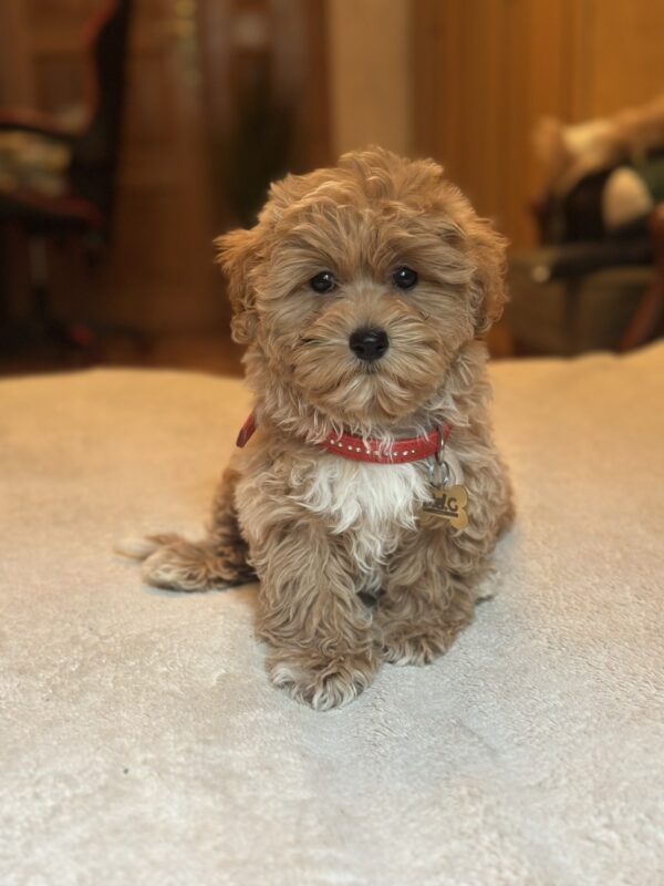 Oka Maltipoo Oka Maltipoo