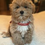 Oka-female-maltipoo-puppy-for-sale-1 (3)