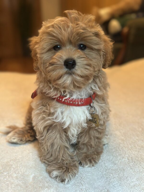 Oka Maltipoo Oka Maltipoo