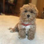 Oka-female-maltipoo-puppy-for-sale-1 (4)