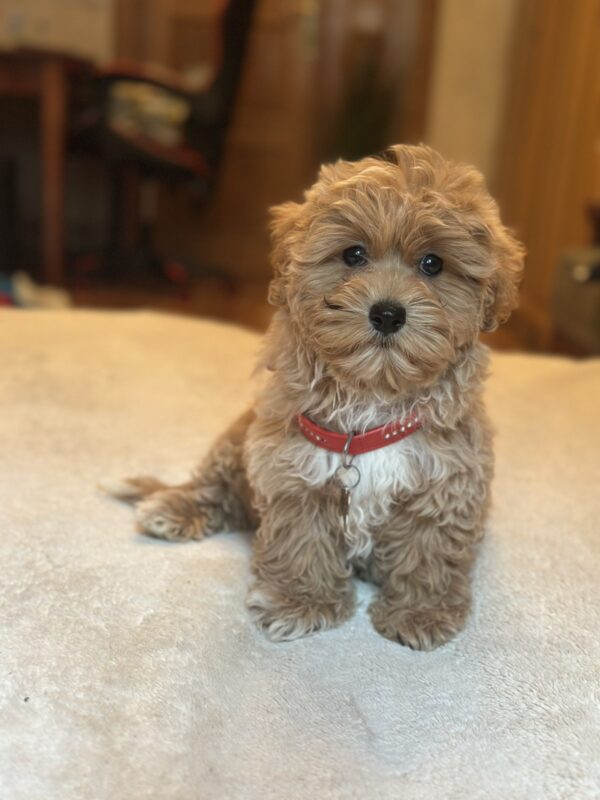 Oka Maltipoo Oka Maltipoo